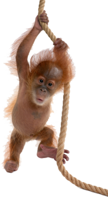 Orangutan PNG-31381